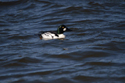 Barrow's Goldeneye