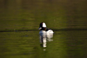 Bufflehead