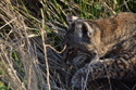 Bobcat