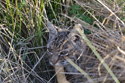Bobcat