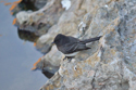 Black Phoebe