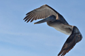Brown Pelican