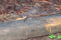 Black Salamander
