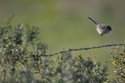 Bushtit