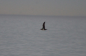 Black Vented Shearwater