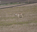 Burchell's Zebra