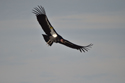 California Condor