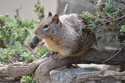 California Ground Squirrel