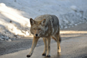 Coyote