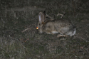 Desert Cottontail