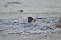 Dark Eyed Junco