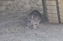 Desert Woodrat