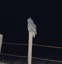 Great Horned Owl