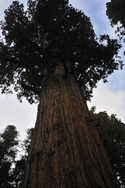 General Sherman Tree