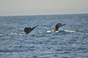 Gray Whale