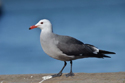 Heerman's Gull