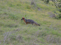 Island Fox