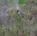 Island Scrub Jay