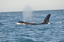 Killer Whale