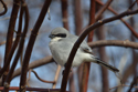 Loggerhead Shrike