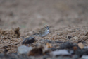 Lark Sparrow