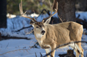 Mule Deer