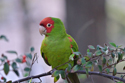 Mitred Parakeet
