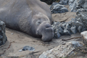 Northern Elephant Seal