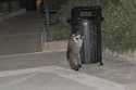 Racoon