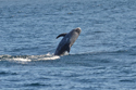 Risso's Dolphins