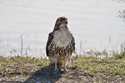 Red Tailed Hawk