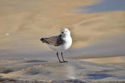 Sanderling