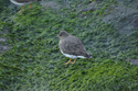 Surfbird