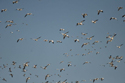 Snow Geese
