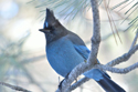 Steller's Jay
