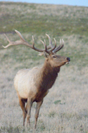 Tule Elk
