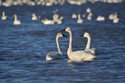 Tundra Swan