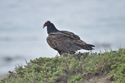 Turkey Vulture