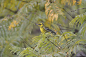 Townsend's Warbler