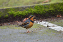 Varied Thrush