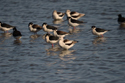 Avocets / Stilts