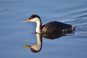 Western Grebe