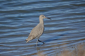 Willet