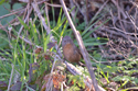 Wrentit