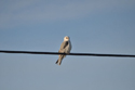 White Tailed Kite