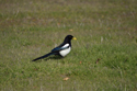 Yellow Billed Magpie