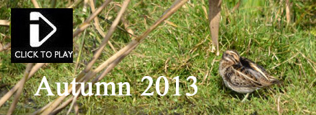 Jack snipe, brown hare, Daurian shrike, Siberian stonechat, Black necked grebe
