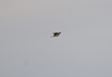 Richard's Pipit
