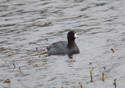American Coot