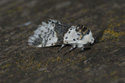 Alder Kitten